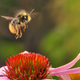 Illustration for article titled New Research Suggests Climate Change is Wiping Out Bumblebees
